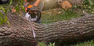 Reliable James Island, SC Tree Services Solutions