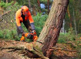 How Our Tree Care Process Works  in  James Island, SC