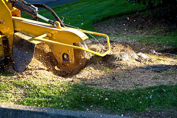 Lawn Renovation and Restoration in James Island, SC